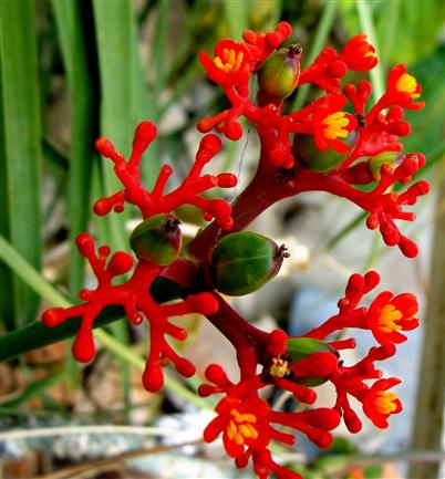 Jatropha podagrica